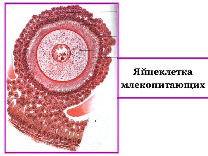 Яйцеклетка млекопитающих