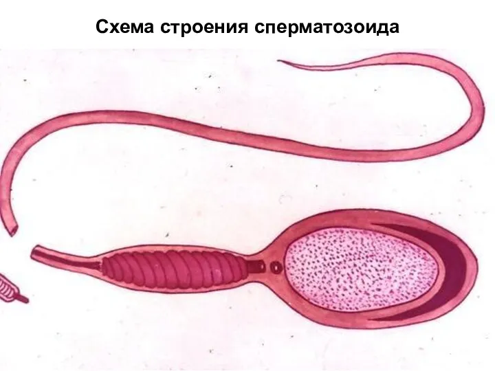 Схема строения сперматозоида