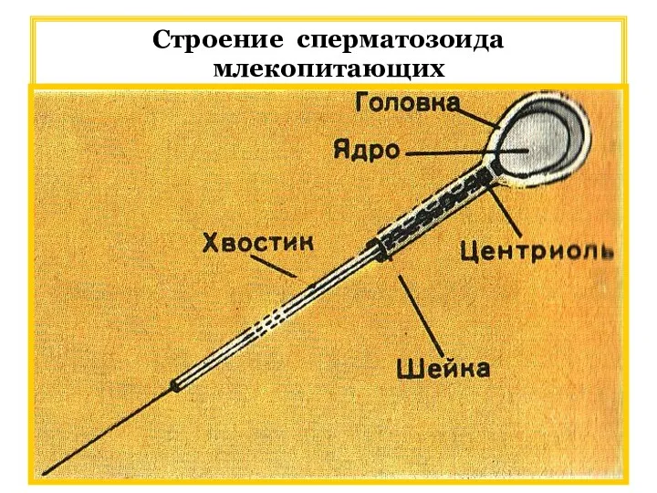 Строение сперматозоида млекопитающих