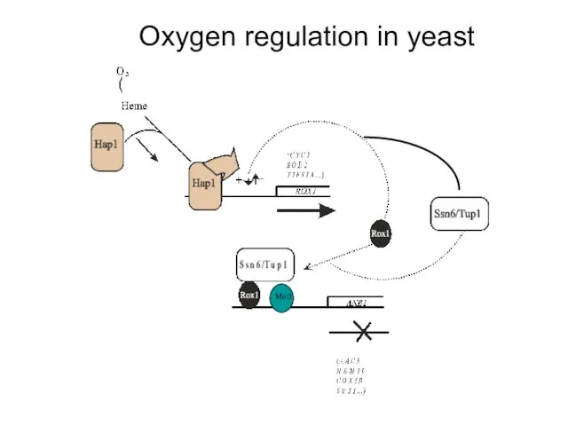 Oxygen regulation in yeast