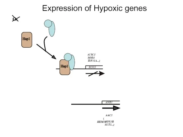 Expression of Hypoxic genes ROX1 ANB1 O2