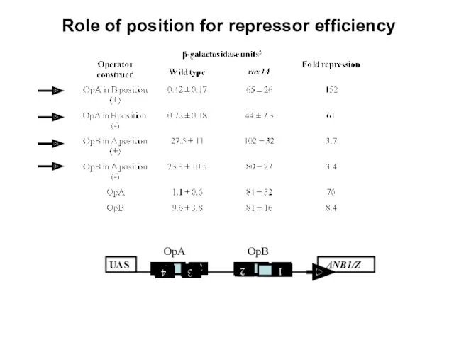 Role of position for repressor efficiency