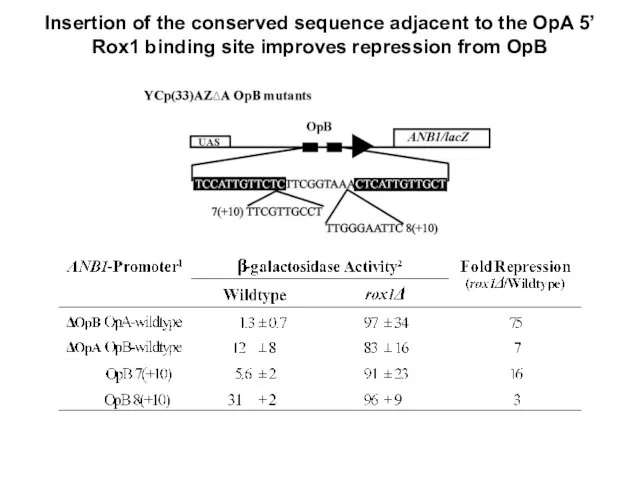 Insertion of the conserved sequence adjacent to the OpA 5’