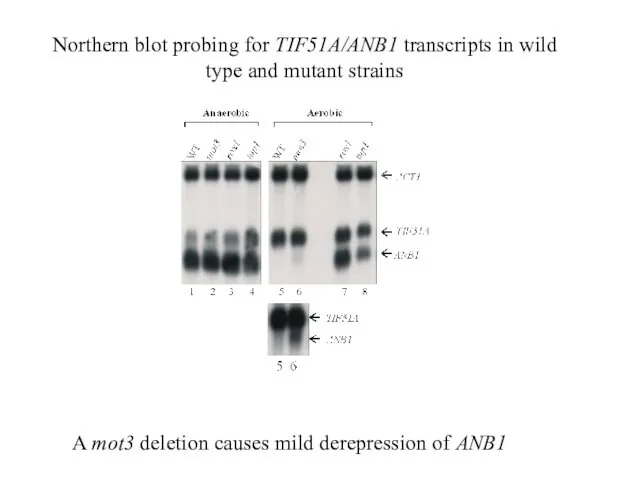 A mot3 deletion causes mild derepression of ANB1 Northern blot