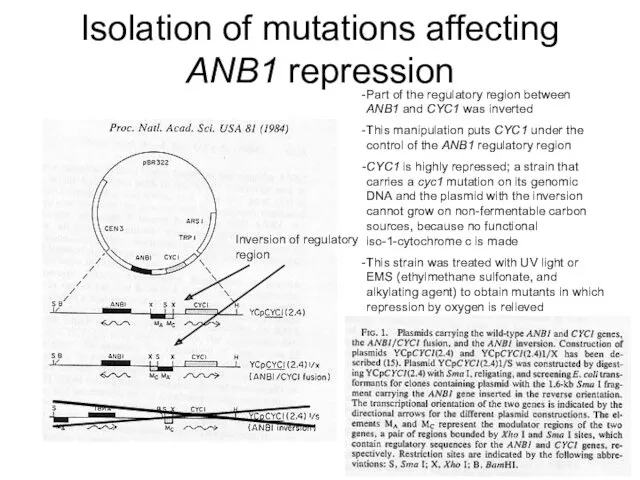 Isolation of mutations affecting ANB1 repression Inversion of regulatory region
