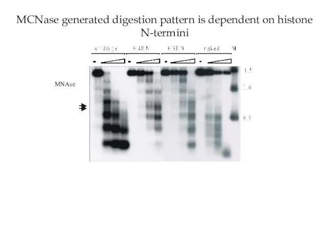 MCNase generated digestion pattern is dependent on histone N-termini MNAse