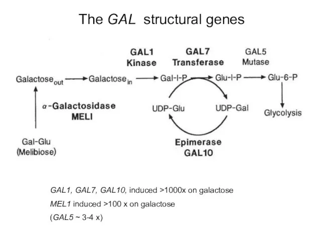 The GAL structural genes GAL1, GAL7, GAL10, induced >1000x on