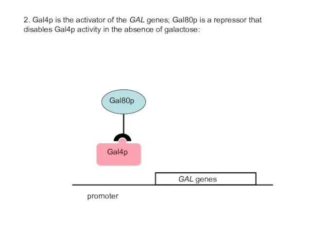 promoter 2. Gal4p is the activator of the GAL genes;