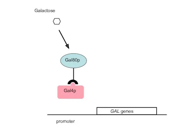 Galactose promoter