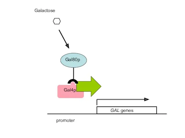 promoter Galactose