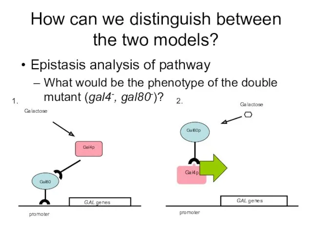 How can we distinguish between the two models? Epistasis analysis