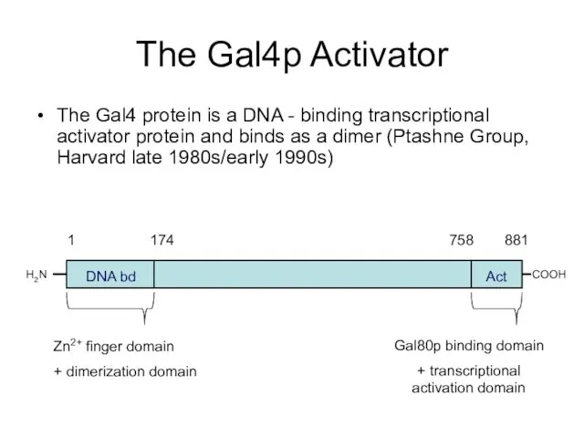 The Gal4p Activator The Gal4 protein is a DNA -