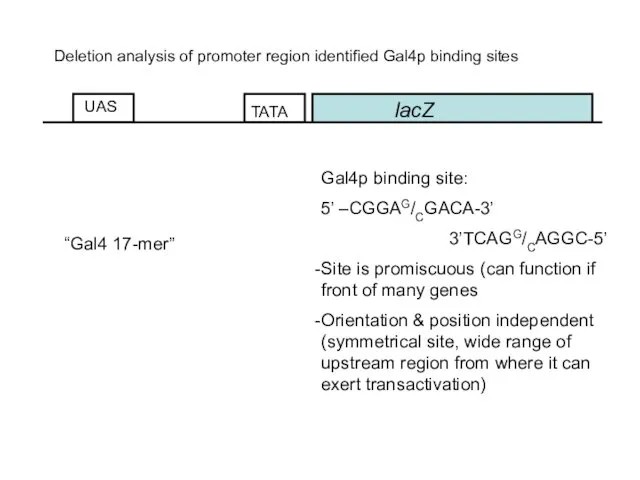 lacZ UAS Deletion analysis of promoter region identified Gal4p binding