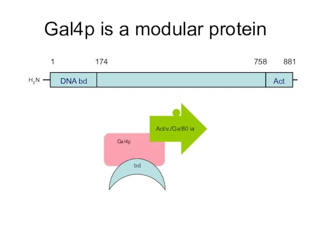 Gal4p is a modular protein H2N DNA bd Act Activ./Gal80 ia bd