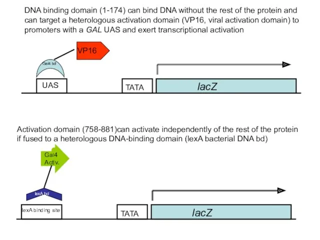 lacZ UAS VP16 Activation domain (758-881)can activate independently of the