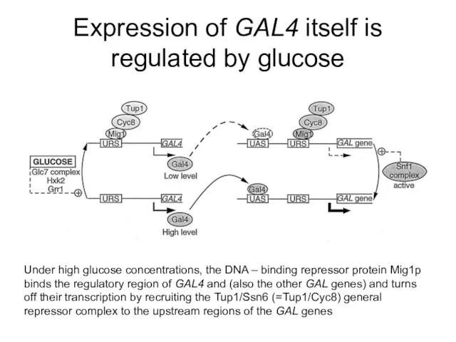 Expression of GAL4 itself is regulated by glucose Under high