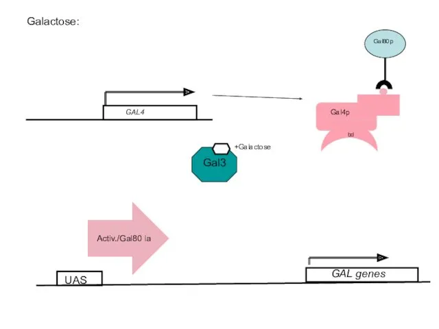 Galactose: UAS +Galactose GAL genes