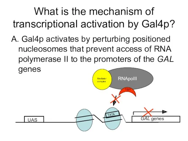 What is the mechanism of transcriptional activation by Gal4p? A.