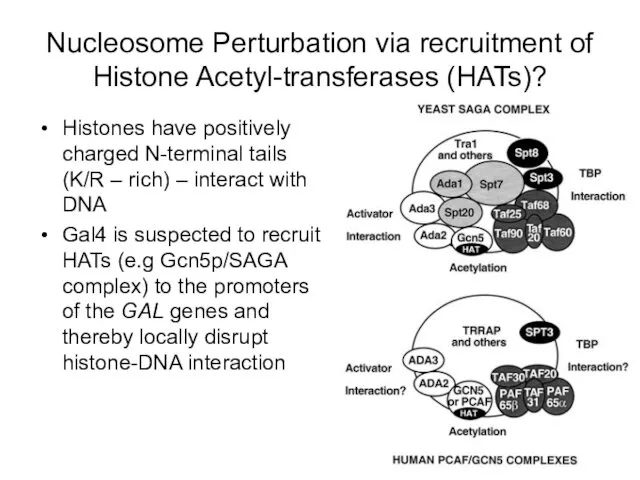 Nucleosome Perturbation via recruitment of Histone Acetyl-transferases (HATs)? Histones have