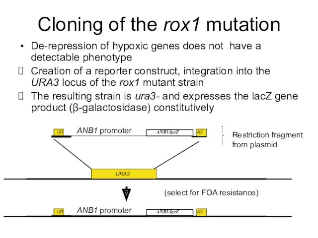 Cloning of the rox1 mutation De-repression of hypoxic genes does