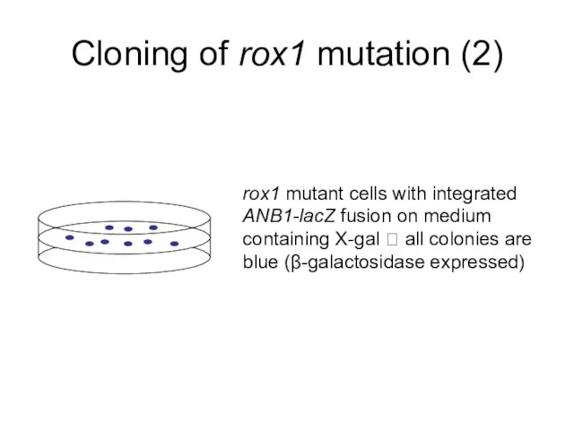 Cloning of rox1 mutation (2) rox1 mutant cells with integrated