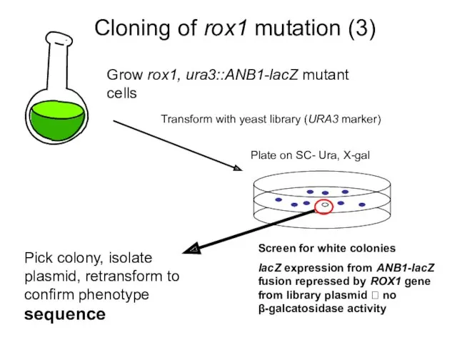 Cloning of rox1 mutation (3) Grow rox1, ura3::ANB1-lacZ mutant cells