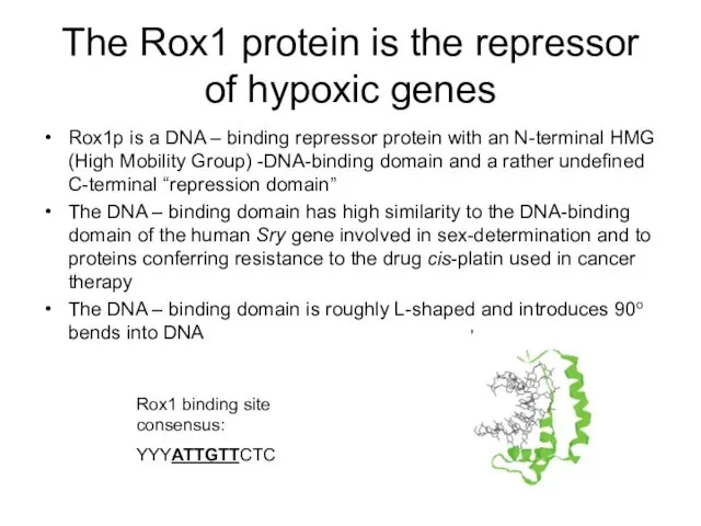 The Rox1 protein is the repressor of hypoxic genes Rox1p