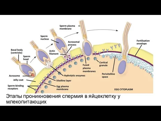 Этапы проникновения спермия в яйцеклетку у млекопитающих