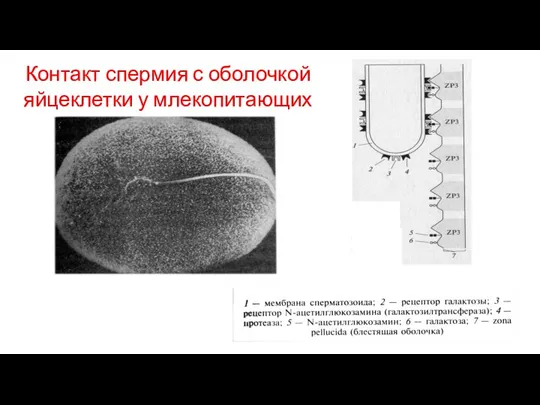 Контакт спермия с оболочкой яйцеклетки у млекопитающих