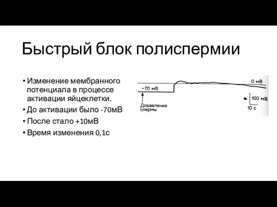 Быстрый блок полиспермии Изменение мембранного потенциала в процессе активации яйцеклетки.