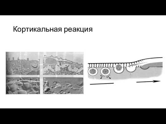 Кортикальная реакция