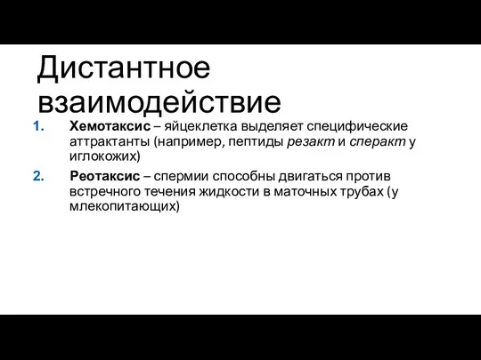 Дистантное взаимодействие Хемотаксис – яйцеклетка выделяет специфические аттрактанты (например, пептиды