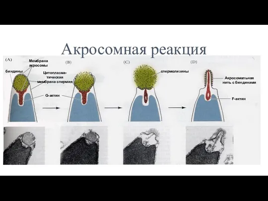 Акросомная реакция