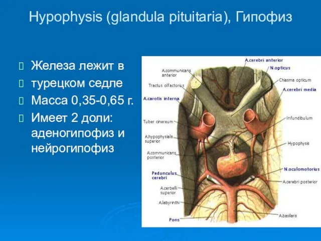 Hypophysis (glandula pituitaria), Гипофиз Железа лежит в турецком седле Масса