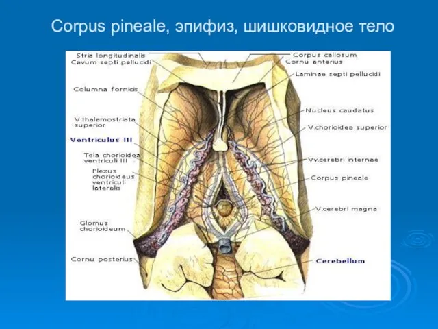 Corpus pineale, эпифиз, шишковидное тело