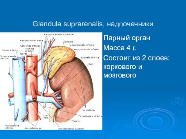 Glandula suprarenalis, надпочечники Парный орган Масса 4 г. Состоит из 2 слоев: коркового и мозгового