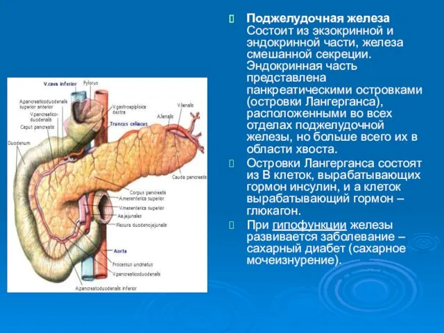 Поджелудочная железа Состоит из экзокринной и эндокринной части, железа смешанной