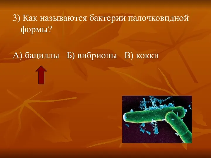 3) Как называются бактерии палочковидной формы? А) бациллы Б) вибрионы В) кокки