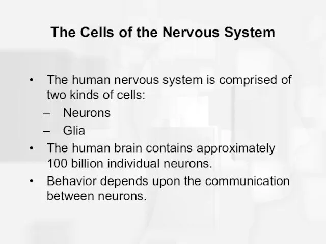 The Cells of the Nervous System The human nervous system