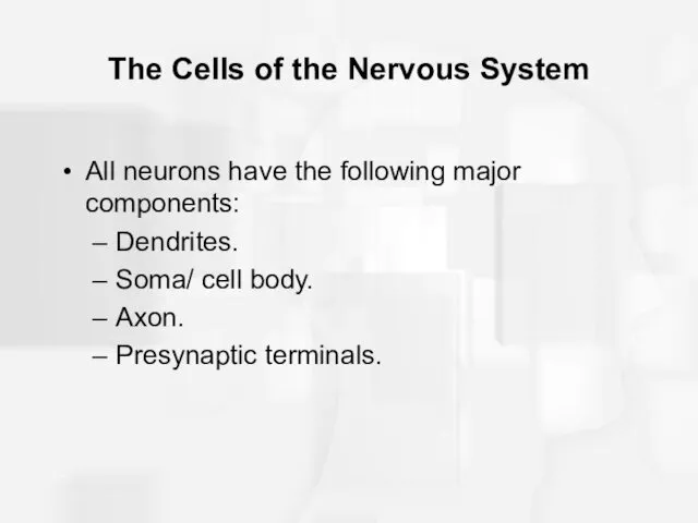 The Cells of the Nervous System All neurons have the
