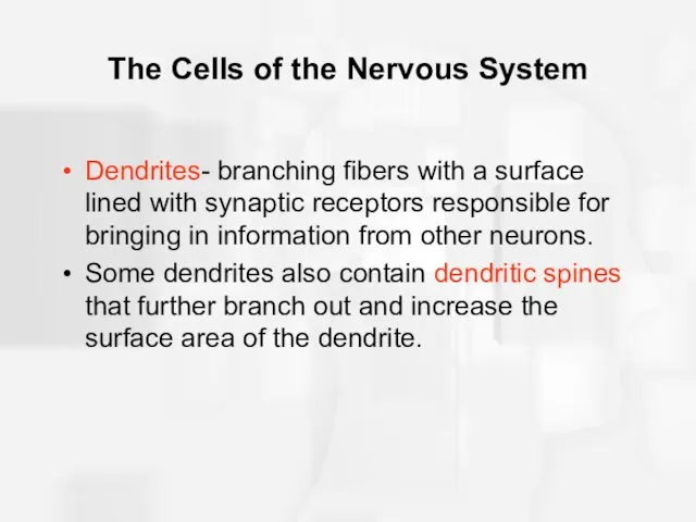 The Cells of the Nervous System Dendrites- branching fibers with