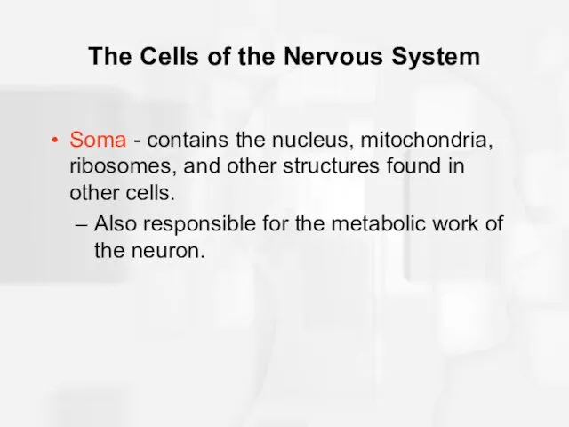 The Cells of the Nervous System Soma - contains the