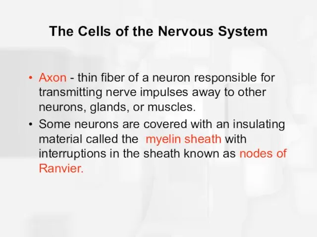 The Cells of the Nervous System Axon - thin fiber
