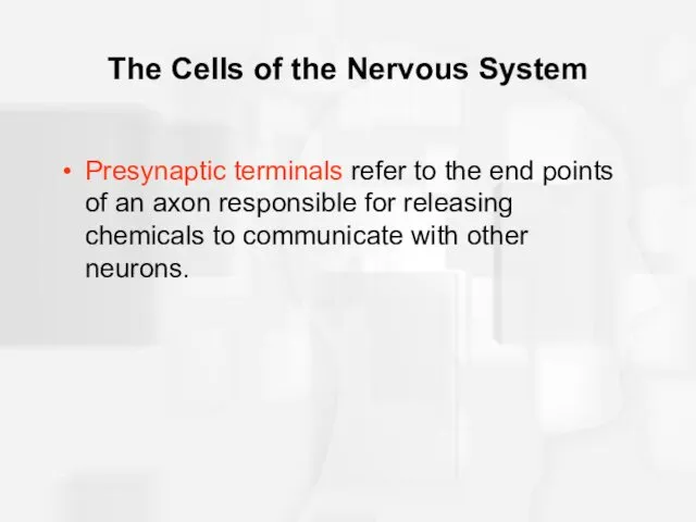 The Cells of the Nervous System Presynaptic terminals refer to