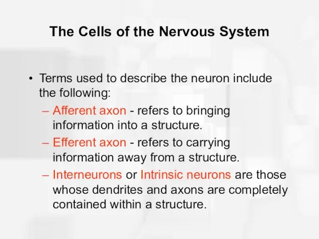 The Cells of the Nervous System Terms used to describe