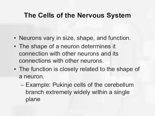 The Cells of the Nervous System Neurons vary in size,