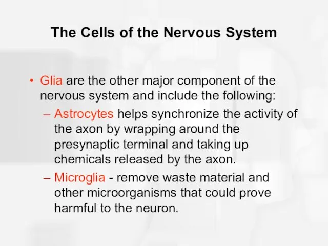 The Cells of the Nervous System Glia are the other