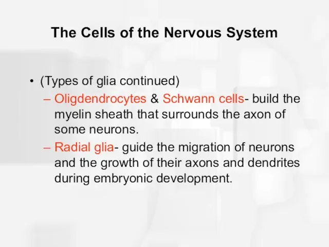 The Cells of the Nervous System (Types of glia continued)