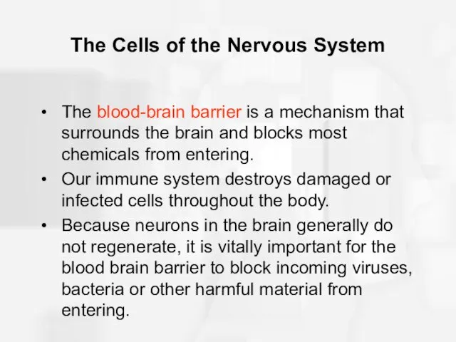 The Cells of the Nervous System The blood-brain barrier is