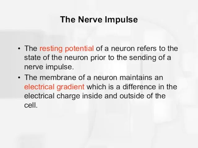 The Nerve Impulse The resting potential of a neuron refers